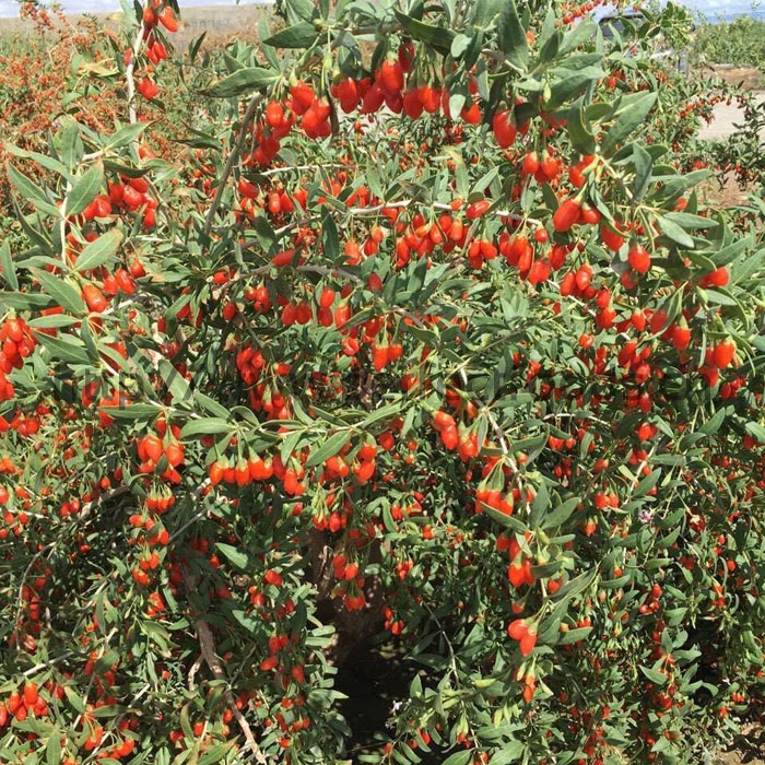 GOJI BERRY
